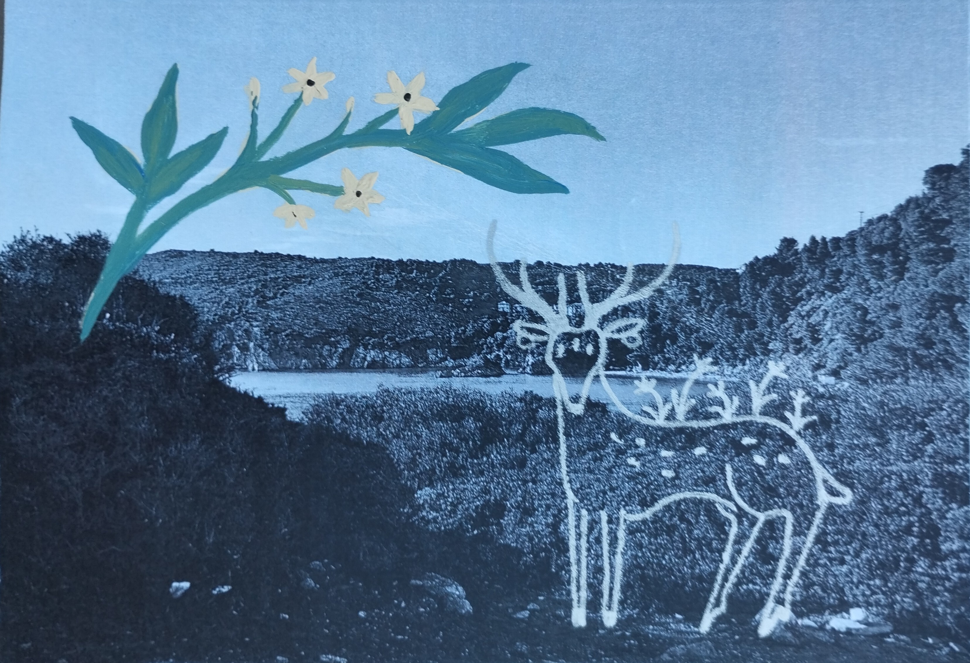 Deer
