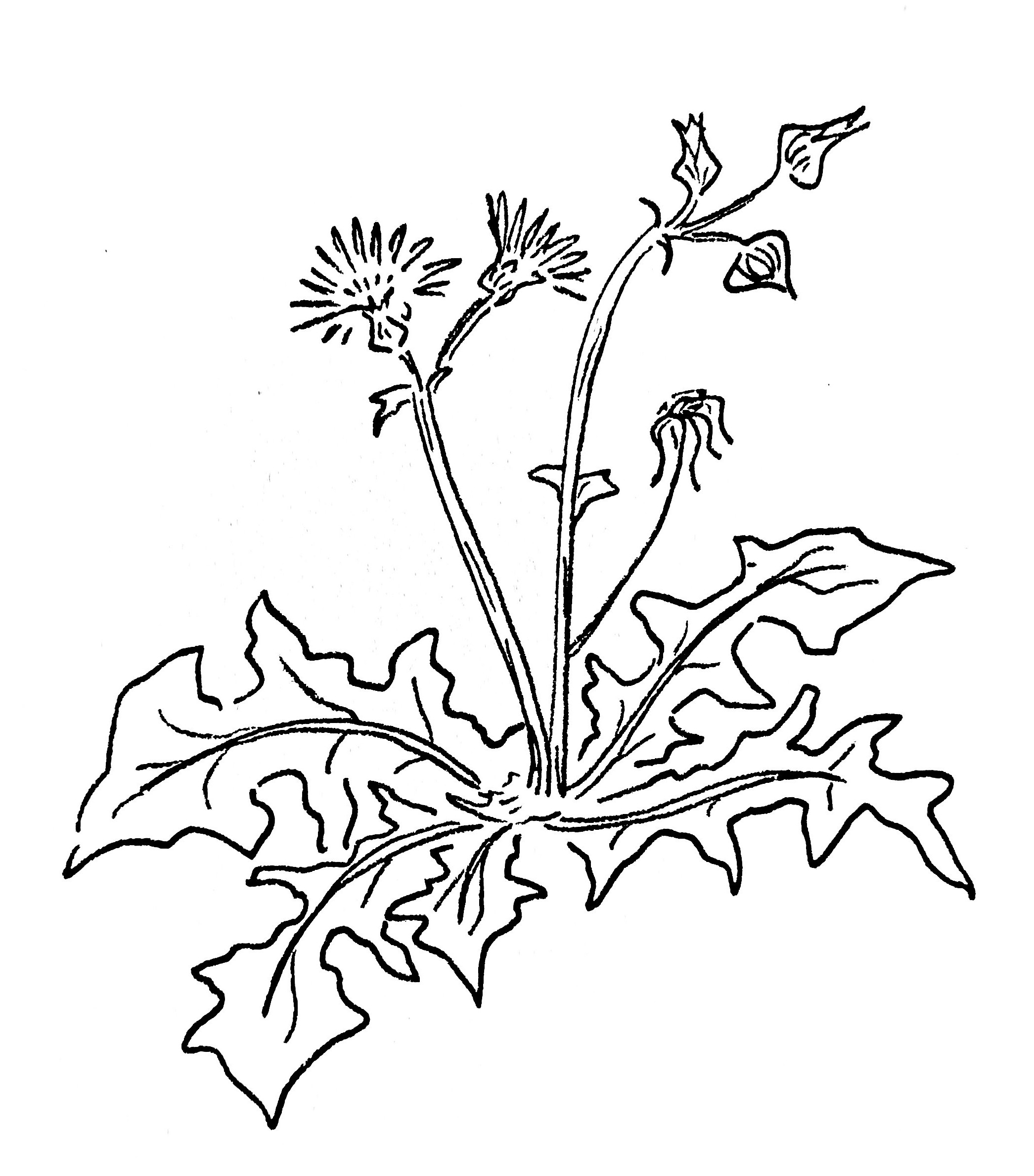 Zocharia